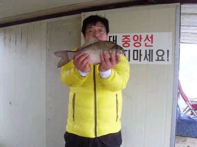 [당진 가교리지 ] 씨알좋은 토종 큰 붕어 ...