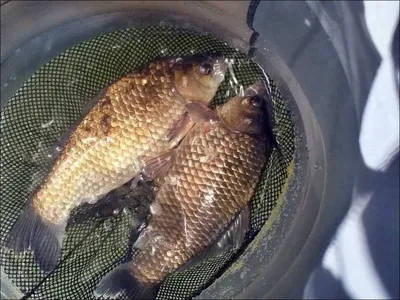 17.04.27 송전지 서울집 조황