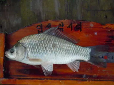 입석낚시터 [토종댐붕어] 7월17일조황