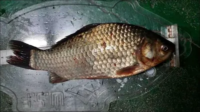 15.09.25 송전지 서울집 조황