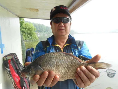 [당진 "가교리지"] 토종 큰붕어 굵은 씨알의 덩어리들..