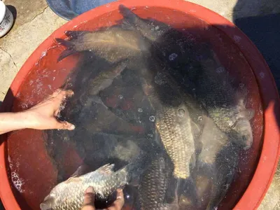 충남  공주시 요룡지 행복낚시터 조황 정보입니다.^^