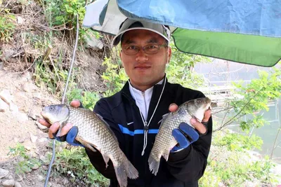 토종붕어터 예산 봉림지 확실한 씨알.