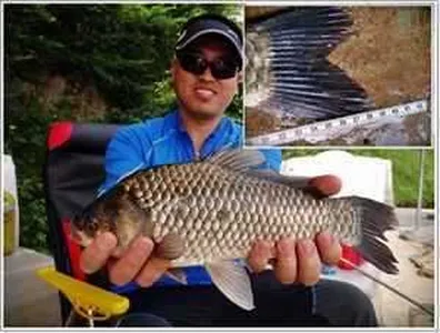 [각평지] 6월 4일 (월) 조황 (보름달의 영향)