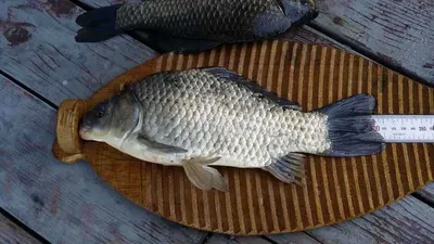 송전지 서울집 15.05.21조황