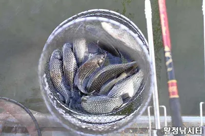 [황청낚시터]3월15일 조황이 살아나고있습니다.