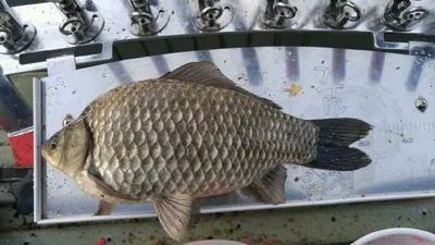 잔인한 11월..아산 오목지조황입니다