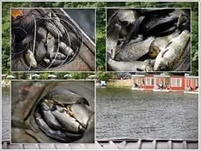 [각평지] 6월 13일(수) 조황정보