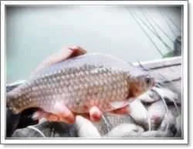 [각평지] 1월 18, 19일 (수, 목) 조황 정보