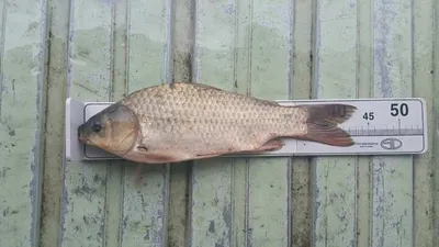 사짜 조황..7월 세째주 오목낚시터