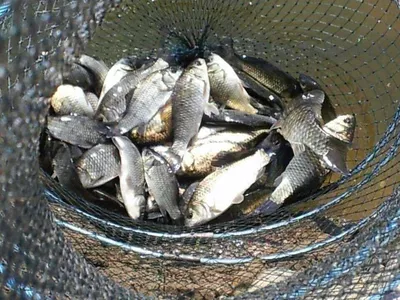 안성 죽산 장계지