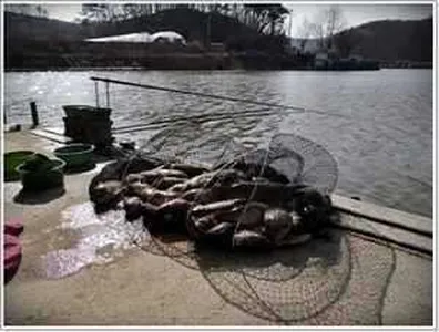 [각평지] 4월 5일 개장전 조황 정보