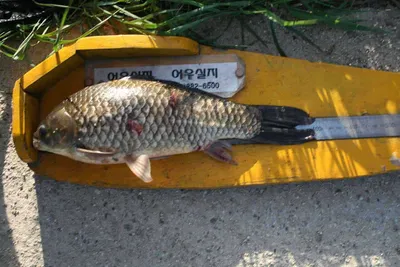 물 만난 조사님...