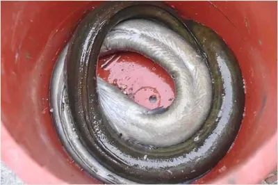 [유일낚시터] 주말에는대물장어와 메기들어갑니다,~~!