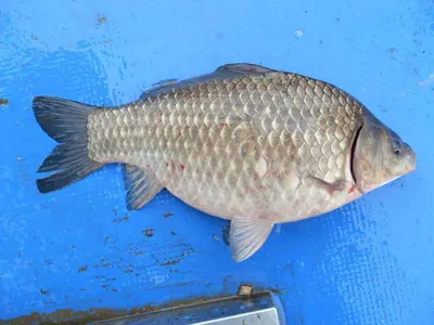 [당진 가교리지 토종 큰붕어  4자 대방류..]