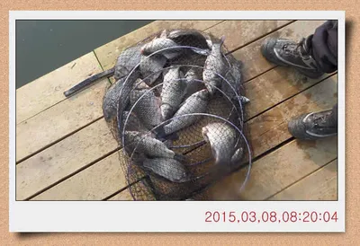 충남 아산 월선낚시터 3월 8일자 스케치