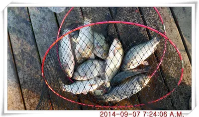 충남 아산 월선낚시터 9월 7일자 조황정보