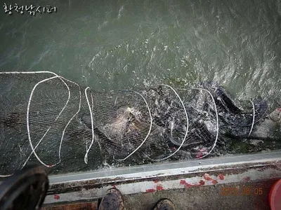 [황청낚시터]6월5일 조황체크