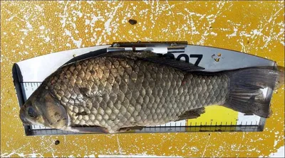 17.05.28 송전지 서울집의 대란...