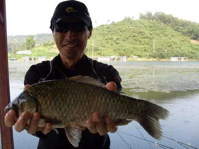 [당진 가교리지] 토종 4자붕어와 큰 월척들...