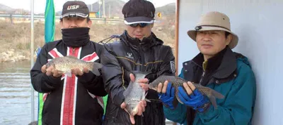토종붕어터 예산 봉림지 한좌대에서 월척 마릿수.