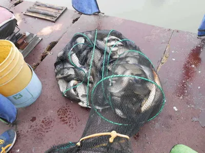 *****실시간 조황사진 올려봅니다*****