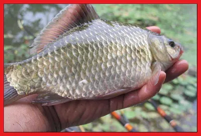 춘천  의암호 자갈섬 낚시터