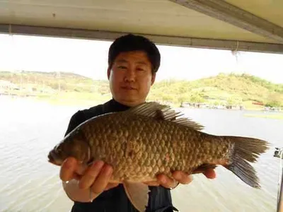 [당진 가교리지 조황화보]