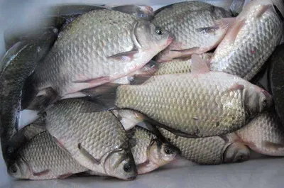 자갈섬낚시터조황