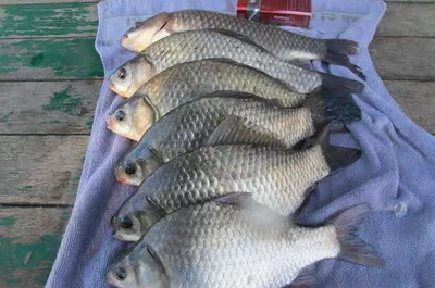 자갈섬낚시터조황입니다