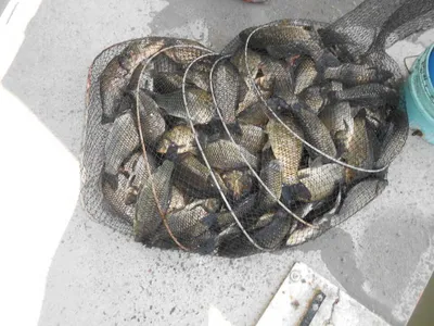 ^^조황소식&수상좌대이벤트^^