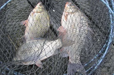 자갈섬낚시터조황