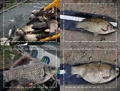 [각평지] 4월 19일(목) 토종 붕어 대량 방유