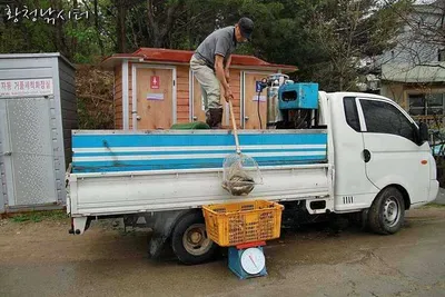 [황청낚시터]손님이없든 조황이없든 꾸준히 방류합니다