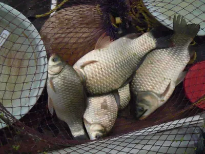 입석낚시터 [토종댐붕어] 8월15일조황