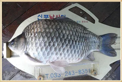 이것이 춘천호 붕어다(혹부리 대물 41.7cm)