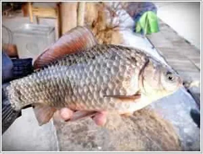 [각평지] 2월 9일 토종붕어 방유