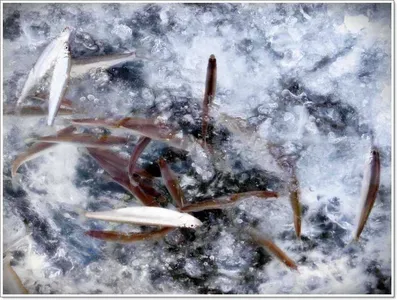 이천각평낚시터 이천빙어축제 개장안내