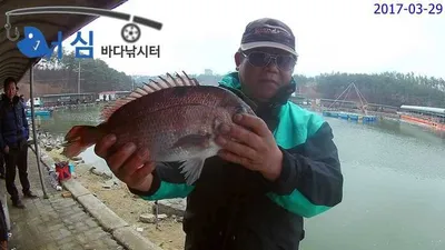 바쁜하루(3월29일어심바다낚시터조황)