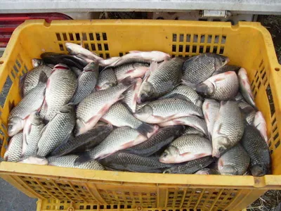 방류와 조황은 비례한다,