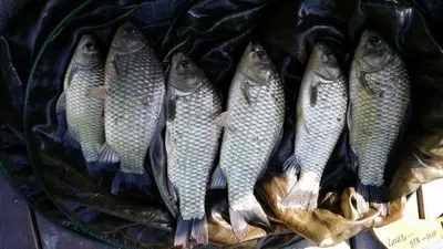 송전지 서울집 6월4일조황