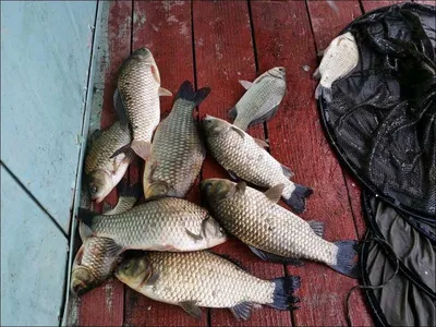 16.06.21 송전지 서울집 조황