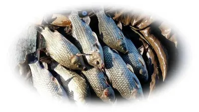 15.09.08 송전지 서울집 조황