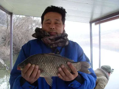 [당진 가교리지] 토종 "큰"붕어 주말 조황 정보..