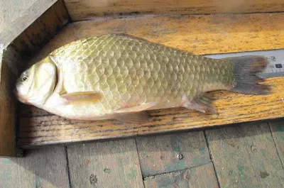 자갈섬낚시터조황입니다