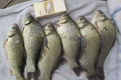 자갈섬낚시터조황입니다