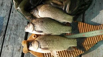 송전지 서울좌대 5월28일 조황