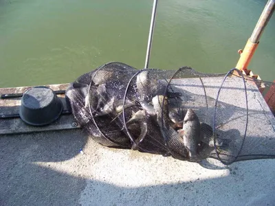 **2017년 첫 조황소식**