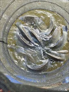 17.07.15 송전지 서울집 조황