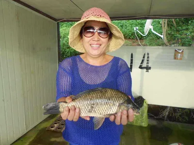 [당진 가교리지] 토종 붕어 호조황...